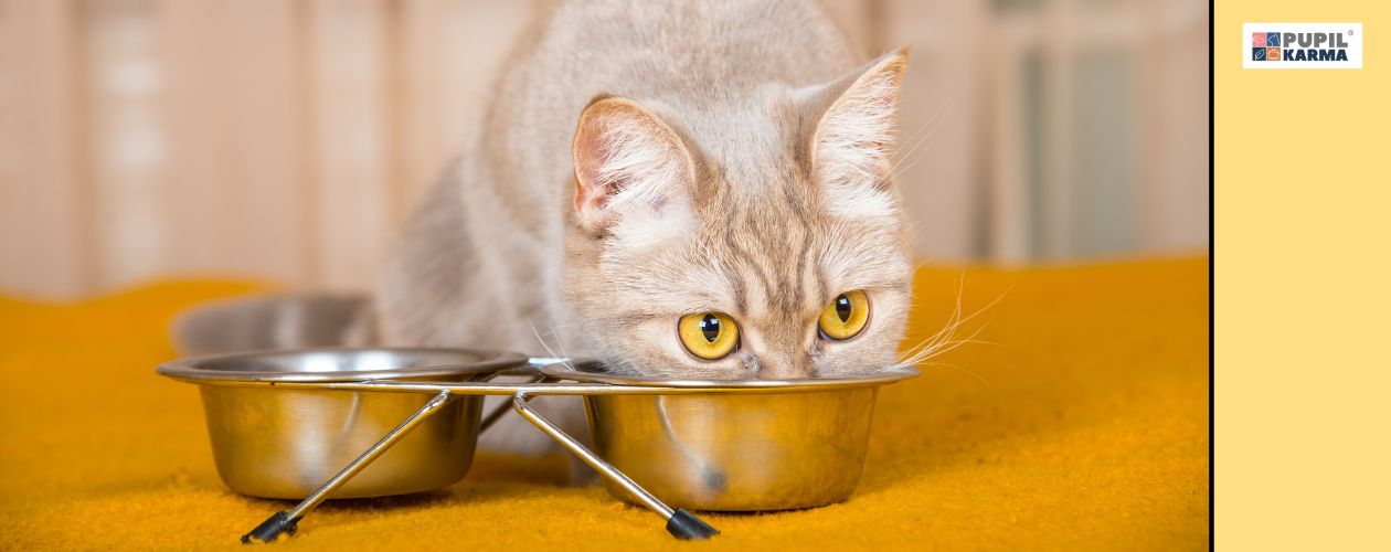 Wprowadzaj karmę stopniowo. Zdjęcie małego jasnego kotka z pyszczkiem w metalowej misce. Miska stoi na stojaku, w którym umieszczona jest druga miska. Po prawej żółty pas i logo pupilkarma. 